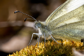 Para ampliar Leptidea sinapis (Blanca esbelta) hacer clic