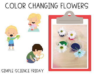 color changing flowers science project research