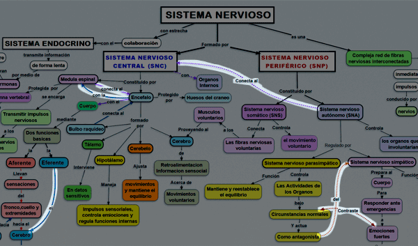ejemplo cuatro de como hacer un mapa conceptual del sistema nervioso
