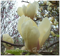 Yellow Lantern Magnolia