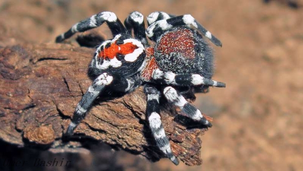 Scientists have discovered a spider wearing a 'clown' outfit, named after the Batman villain