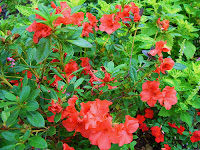 Autumn Embers Encore Azalea1