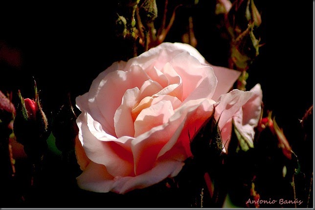 4 DSC_7181X1
