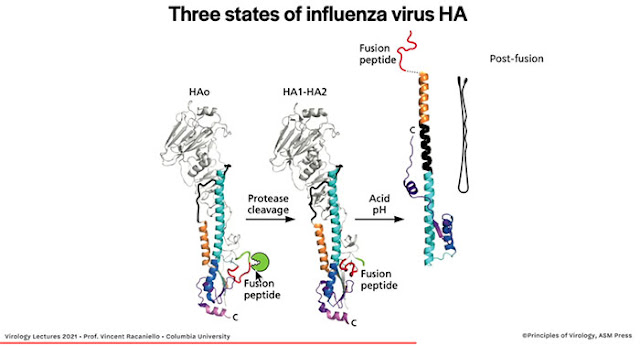 Using influenza to learn how protein folding is key to infection (Source: V. Racaniello, Columbia U)