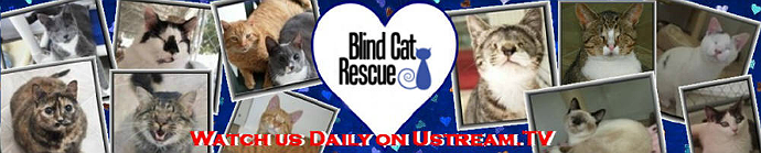 Blind cat Rescue