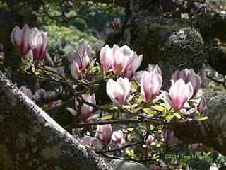 Magnolia blossoms, Wellington botanic garden, photo ©2014 Tina M Welter