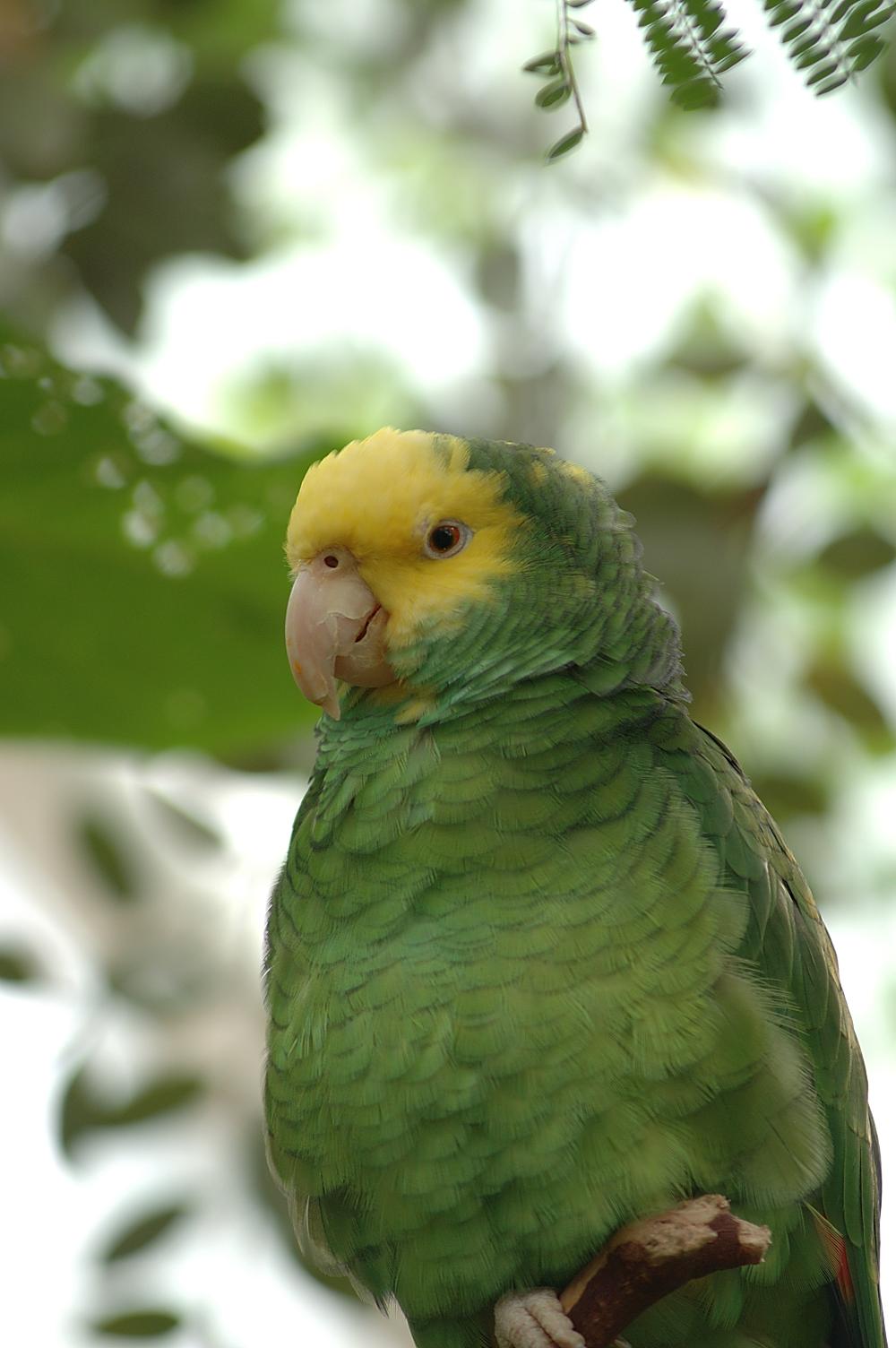green parrot figure