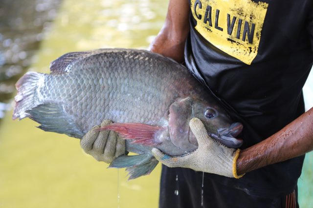Tingkatkan Produksi, KKP Kembangkan Jejaring Perbenihan Nasional Ikan Nila