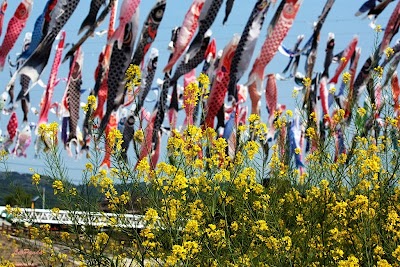 ５月の空のこいのぼり