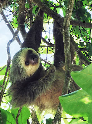 Two-toed Sloth,Sloth