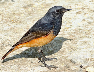 "Black Redstart - Phoenicurus ochruros, common winter visitor, the garden is his playground."