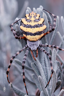 Animals Up Close by Igor Siwanowicz