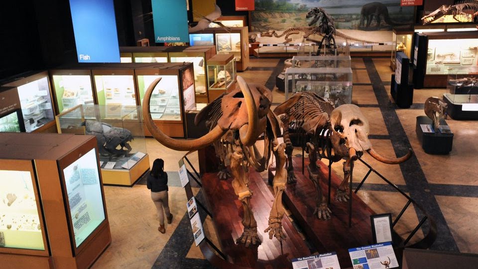 University Of Michigan Museum Of Natural History - Um Natural History Museum