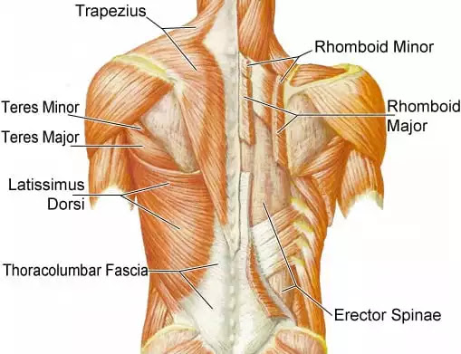 The Ultimate Back Workout For Bigger Back | Science Explained