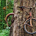 Cerita Ngeri di Balik Misteri Sepeda Yang Tertancap di Pohon