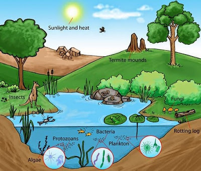 Ekosistem Air Tawar