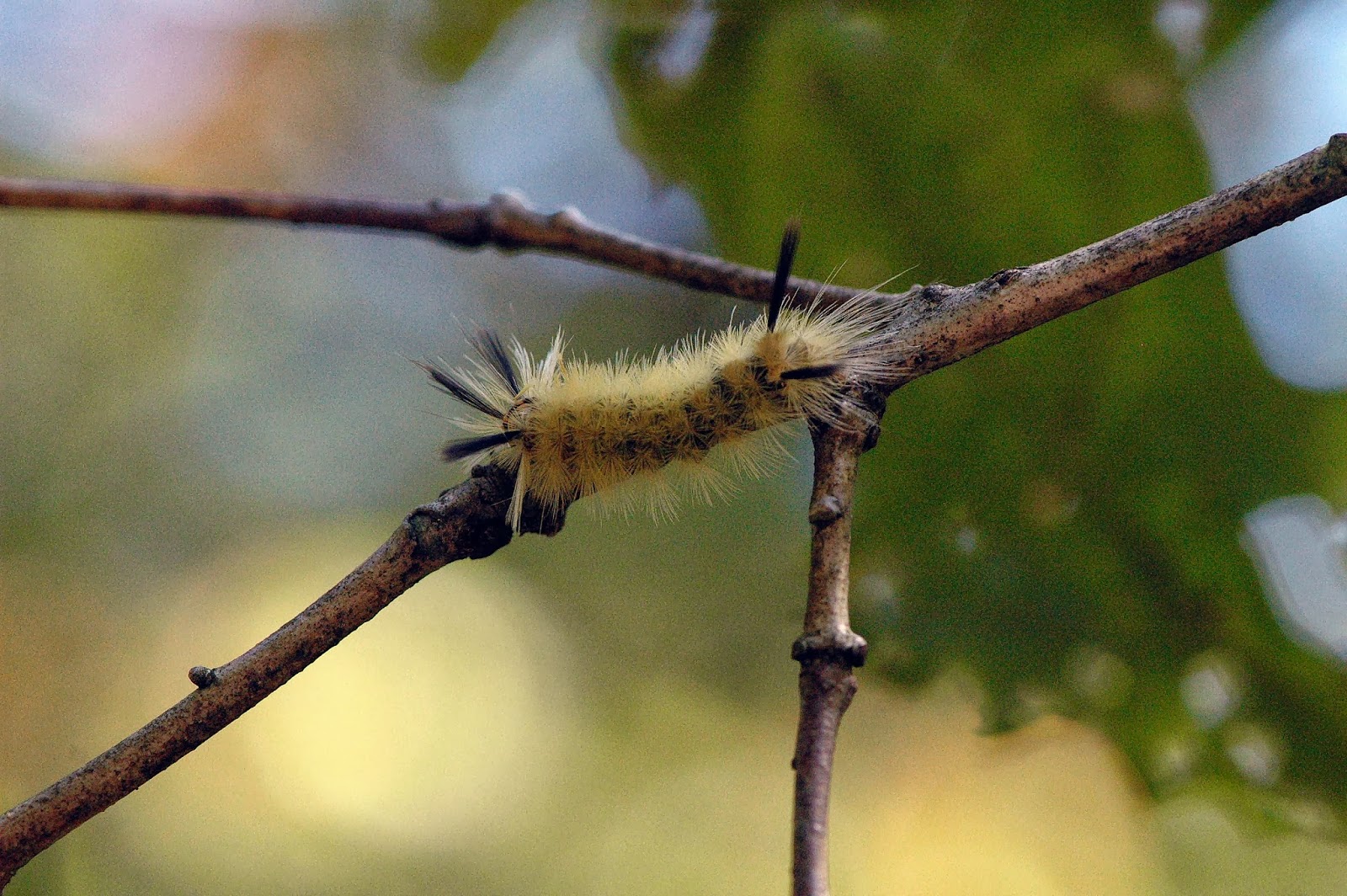 Field Biology In Southeastern Ohio Caterpillar Hunting