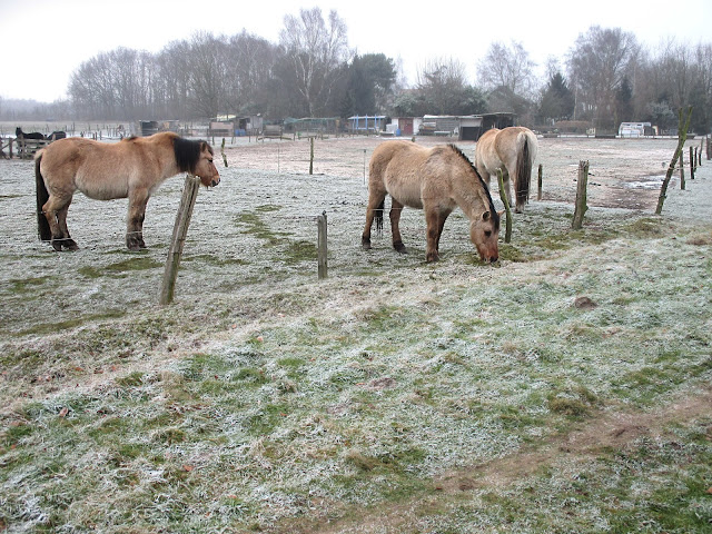 Ertbruggebos: paardjes