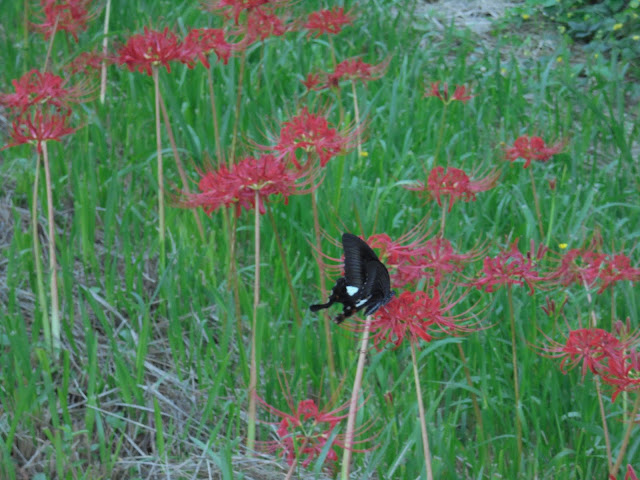 彼岸花にクロアゲハ蝶が蜜を吸っていました