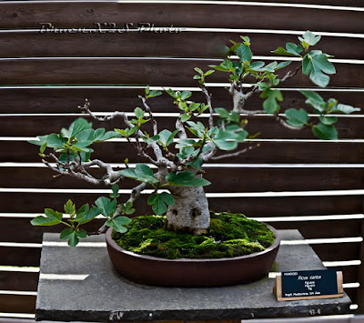Bonsai Pohon Buah Tin