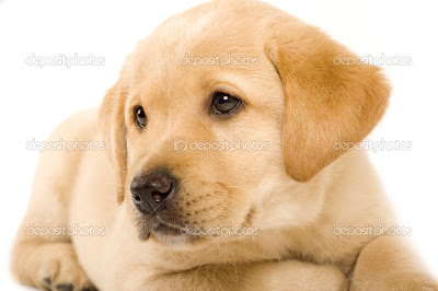 Cute Labrador Puppies and Dogs 3