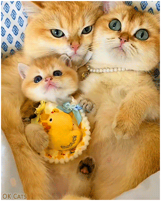 OMG... So beautiful and cute British shorthair family!