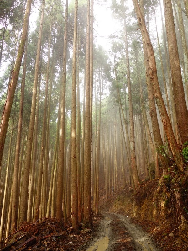 2013_1126-1129 鹿林山-1_227