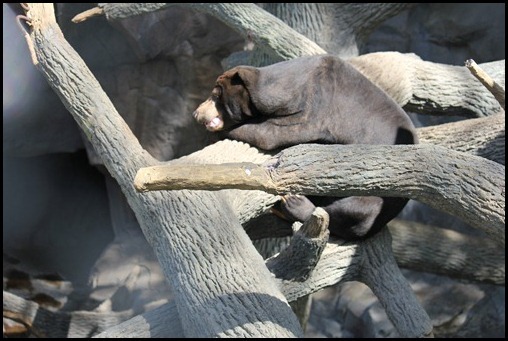 Zoo3-393_thumb