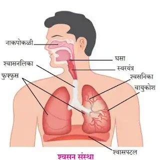 मानवी शरीर व इंद्रियसंस्था इयत्ता आठवी स्वाध्याय प्रश्न उत्तरे इयत्ता आठवी विज्ञान गाईड pdf मानवी शरीर व इंद्रियसंस्था इयत्ता आठवी स्वाध्याय इयत्ता आठवी विषय विज्ञान धडा अकरावा स्वाध्याय Manavi sharir v indriya sanstha swadhyay Samanya vidnyan iyatta aathvi prashn uttar Samanya vidnyan iyatta aathavi swadhyay 8vi samanya vidnyan swadhyay