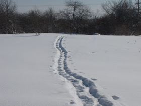 snowshoe tracks