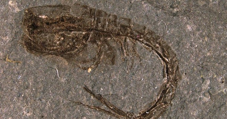  Apa  yang  Disebut  Mikropaleontologi Belajar Sampai Mati