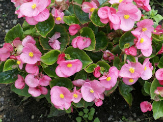 Begonia semperflorens Sprint Pink