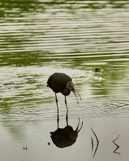 Glossy Ibis