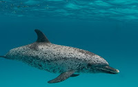 delfín ensillado o manchado tropical