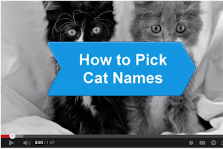 How to Pick Cat Names,cat,cat names,