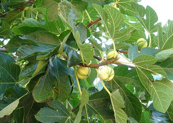ໝາກ​ເດື່ອ  ໝາກ​ເດື່ອ ຊື່​ສາ​ມັນ                 Fig, Common Fig  ໝາກ​ເດື່ອ ຊື່​ວິທະຍາ​ສາດ          Ficus carica L.  ຈັດ​ຢູ່ໃນ​ວົງ​ຂອງຫມາກມີ້         (MORACEAE)  ສະຫມຸນໄພຫມາກ​ເດື່ອ ຊະນິດ​ນີ້​ມີ​ຊື່​ຮຽກ​ອື່ນ​ວ່າ ມະ​ເດື່ອ​ຝ​ຣັ່ງ, ມະ​ເດື່ອ​ຍີ່​ປຸ່ນ (ລູກ​ຟິກ)  ໝາຍ​ເຫດ : ໝາກ​ເດື່ອ​ທີ່​ເວົ້າ​ເຖິງ​ໃນ​ບົດ​ຄວາມ​ນີ້​ຈະ​ເປັນ​ຄົນ​ລະ​ຊະນິດ​ກັບ​ມະ​ເດື່ອ​ໄທ (ມະ​ເດື່ອ​ຊຸມ​ພົນ) ທີ່​ມີ​ຊື່​ວິທະຍາ​ສາດ​ວ່າ Ficus racemosa L
