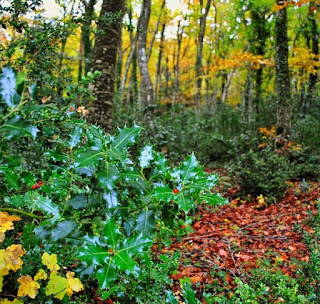 grébol, grébols, Ilex aquifolium, Beseit, ports, puertos, Beceite, acebo