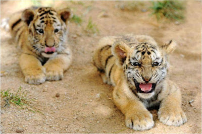 tigers-showing-fear-to-all-animals-in-jungle