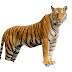 Bengal Tiger PNG Picture Free Downloaded,