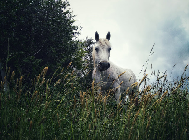 white horse in the grass