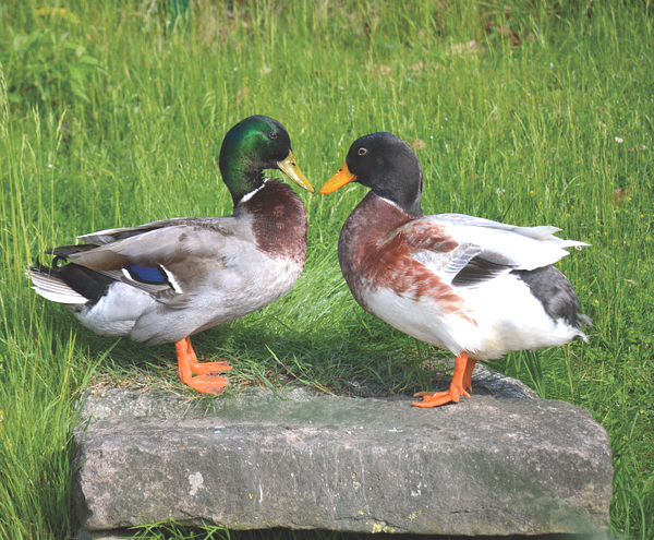 how to differentiate male and female ducks, differences between male and female ducks, male vs female ducks