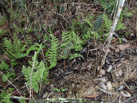 Ferns and Cacti, Buffalo River National Park, Tyler Bend Trails