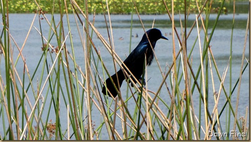 OrlandoWetlands_141