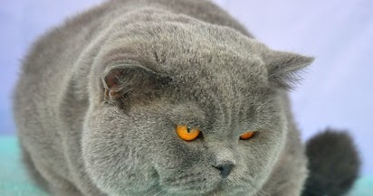 Pesona Kecantikan Kucing British Shorthair yang Terkenal