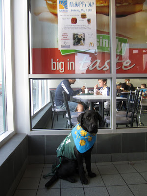 black lab puppy Romero is sitting on the greenish tile floor in the entrance to a McDonalds restaurant. He is wearing his green Future Dog Guide jacket, a green leash, and a bright blue bandana with yellow suns and a McDonalds M on it. Romero is in full working mode - sitting nicely and staring seriously into the camera. Behind Romero is a large window covering most of the wall, an through it you can see people sitting at tables enjoying their dinner. In the top pane of the window is a small white poster with a picture of a cute yellow lab in a green jacket, advertising for McHappy day.