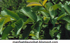 manfaat khasiat daun jambu biji