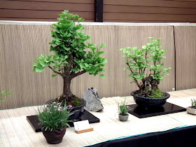  Ginkgo Biloba bonsai - Spring Bonsai Show, Vandusen, Vancouver