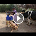 dog has a unique service,delivery of milk to the village 2018