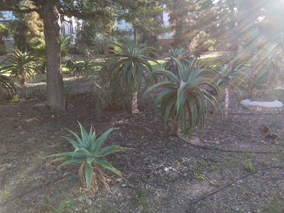 aloe marlothi