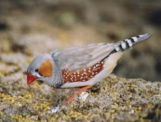 How to Identify a Male Zebra Finch